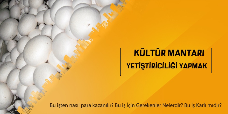 Kültür Mantarı Yetiştiriciliği Yapmak